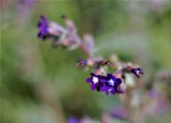 Anchusa hybrida