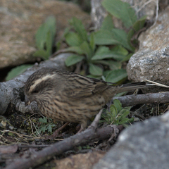 Carpodacus rodochroa