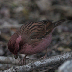 Carpodacus rodochroa