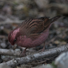 Carpodacus rodochroa