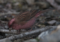 Carpodacus rodochroa