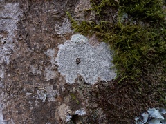 Phaeographis dendritica