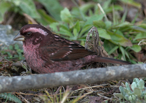 Spot-winged Rosefinch (Carpodacus rodopeplus), photo 9
