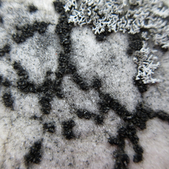 Leimonis erratica