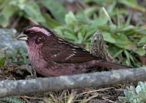 Spot-winged Rosefinch (Carpodacus rodopeplus), photo 4