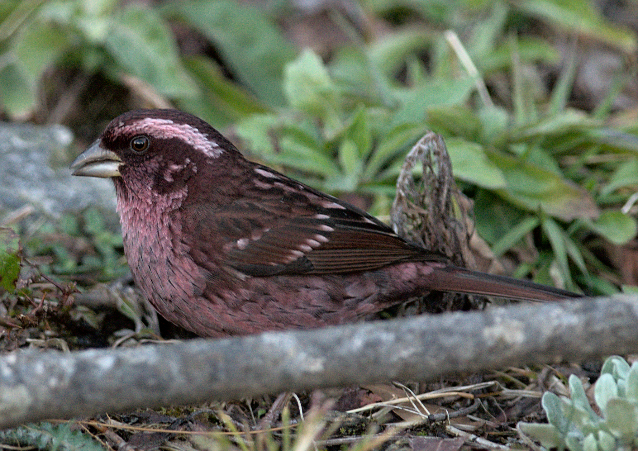 Spot-winged Rosefinch