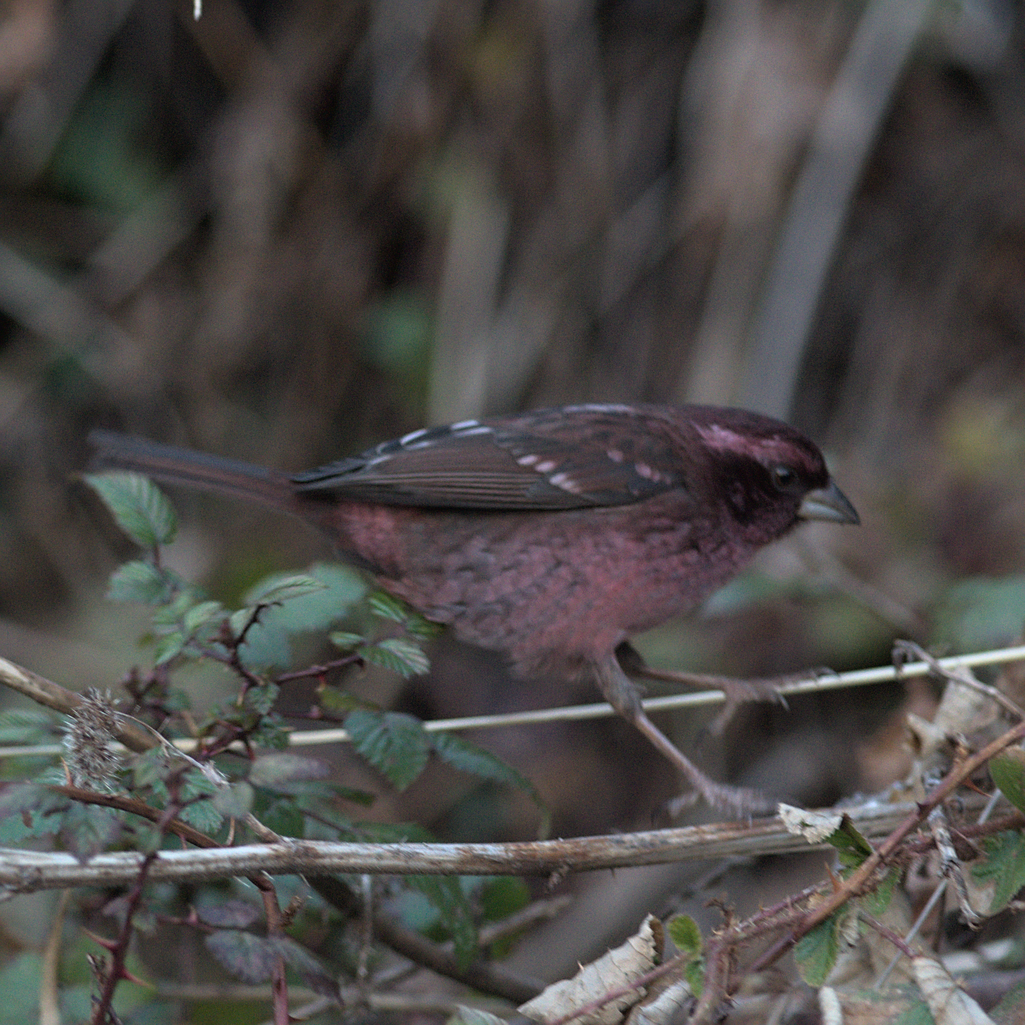 Spot-winged Rosefinch