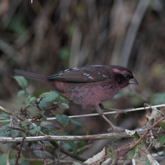 Carpodacus rodopeplus