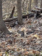 Sciurus carolinensis