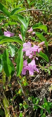 Fridericia chica