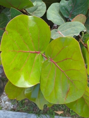 Coccoloba uvifera