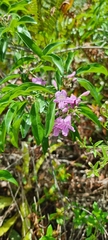 Fridericia chica