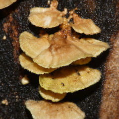 Funalia