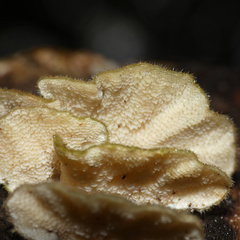 Funalia