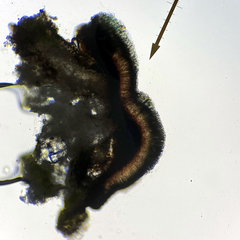 Leimonis erratica