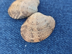 Ruditapes decussatus