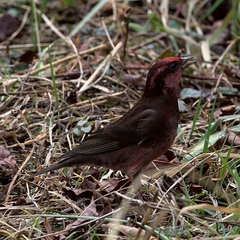 Procarduelis nipalensis