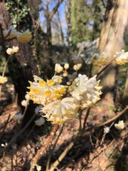 Edgeworthia