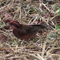 Procarduelis nipalensis