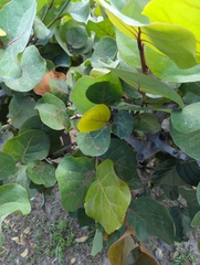 Coccoloba uvifera