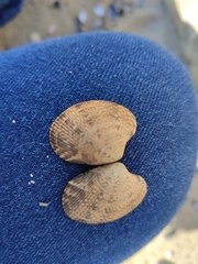 Ruditapes decussatus