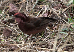 Procarduelis nipalensis