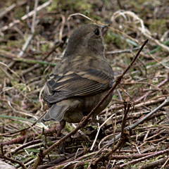 Procarduelis nipalensis