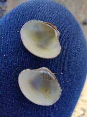 Ruditapes decussatus