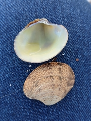 Ruditapes decussatus