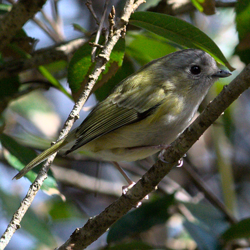 Green Shrike-babbler (Pteruthius xanthochlorus), photo 7