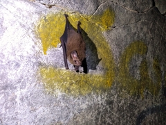 Balantiopteryx io