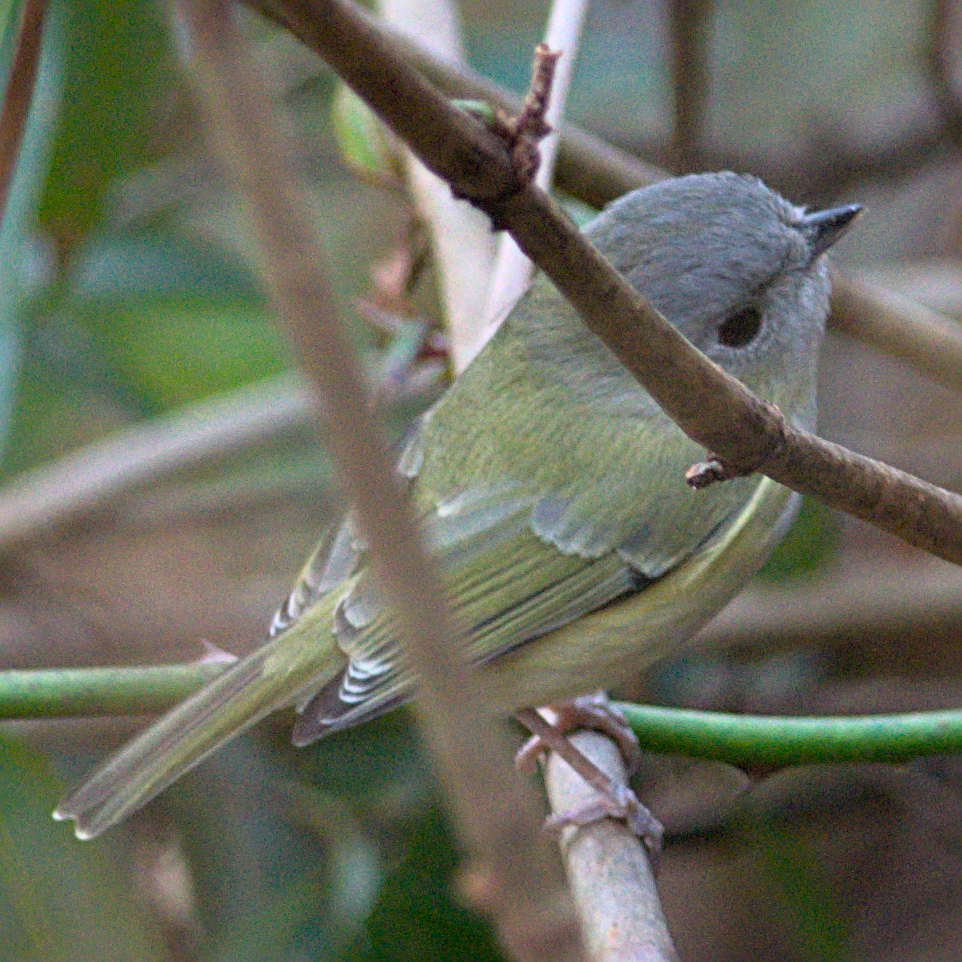 Green Shrike-babbler