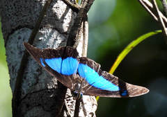 Mesoprepona pheridamas