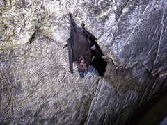 Balantiopteryx io