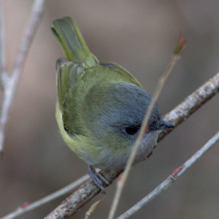 Pteruthius xanthochlorus