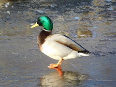 Anas platyrhynchos