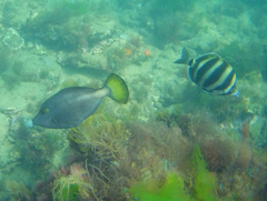 Meuschenia flavolineata