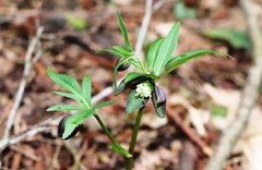 Helleborus atrorubens