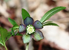 Helleborus atrorubens