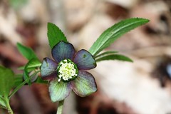 Helleborus atrorubens