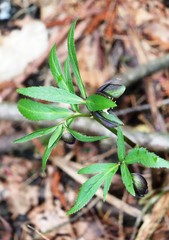 Helleborus atrorubens