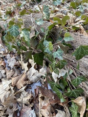 Hedera helix