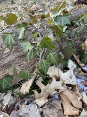Hedera helix