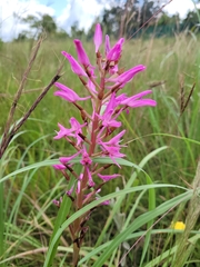 Disa nervosa