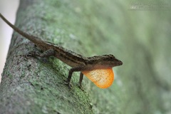 Ghost Anole photo 2