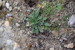 Anchusa undulata