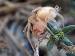 Cheiracanthium striolatum