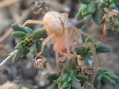 Cheiracanthium striolatum