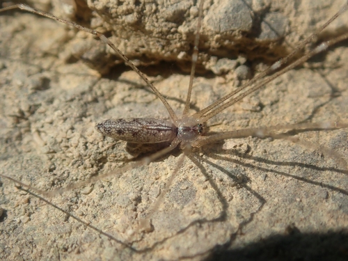Holocnemus hispanicus
