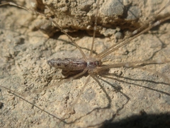 Holocnemus hispanicus